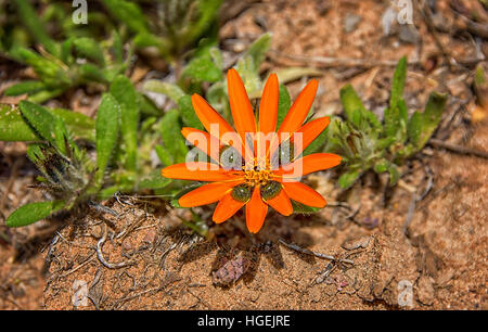 Eine Gorteria Diffusa Wildblumen im Namaqualand, Südafrika Stockfoto