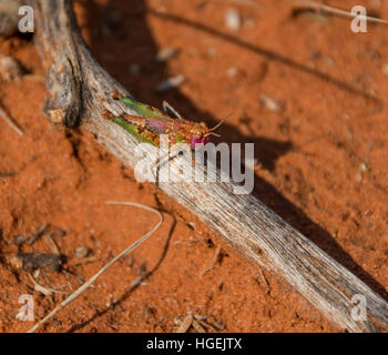 Eine Heuschrecke Nymphe sitzen auf einem Stick im südlichen afrikanischen Savanne Stockfoto