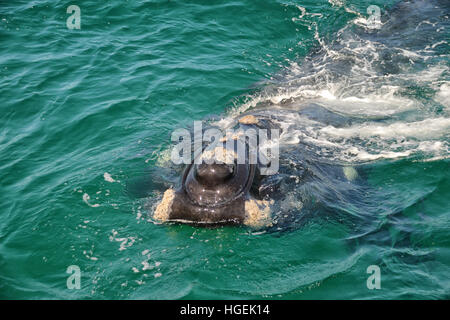 Eine Nahaufnahme von einer neugierigen juvenile Southern Right Whale in False Bay, Südafrika Stockfoto