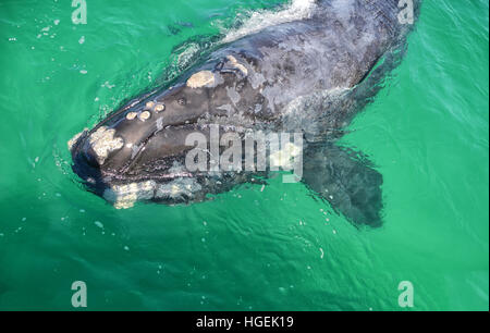 Eine Nahaufnahme von einer neugierigen juvenile Southern Right Whale in False Bay, Südafrika Stockfoto