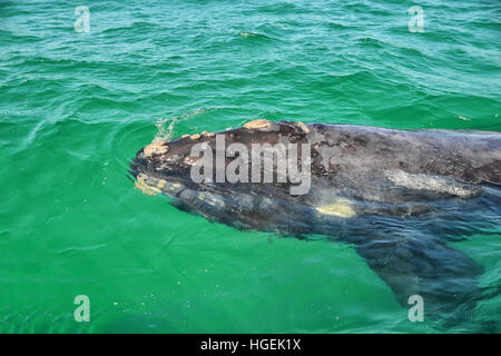 Eine Nahaufnahme von einer neugierigen juvenile Southern Right Whale in False Bay, Südafrika Stockfoto