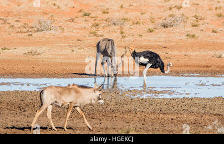 Ein Kudu-Stier an einem Wasserloch im südlichen afrikanischen Savanne mit einem Strauß und ein Pferdeantilopen vorbei Stockfoto