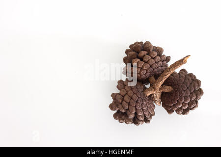 Zapfen, verschiedenen Nadelbäumen isoliert auf weiss Stockfoto