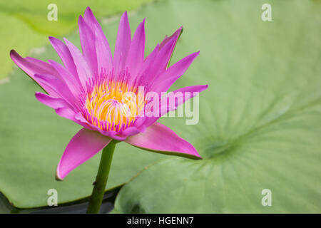 wunderschöne Lotusblüte wird durch die kräftigen Farben der tiefblaue Wasserfläche ergänzt. Stockfoto