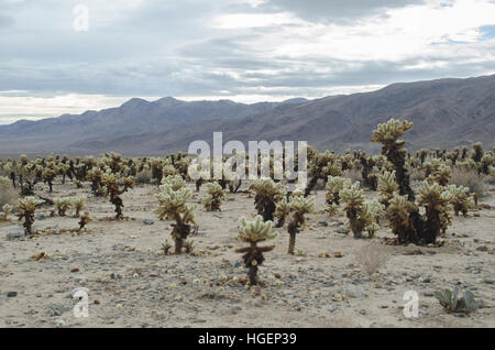 Cholla Cactus Garden, Joshua Tree Nationalpark Stockfoto