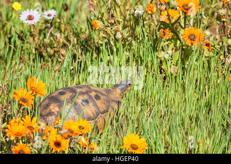 Ein Angulate Tortoise im südlichen afrikanischen Savanne Stockfoto