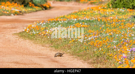 Ein Angulate Tortoise überqueren einen Feldweg umgeben von Frühlingsblumen im südlichen Afrika Stockfoto