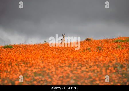 Ein Springbock Widder steht auf einem Bergrücken mit orange Namaqua Daisies mit Teppichboden ausgelegt, wie ein Sturm über das Namaqualand in Südafrika rollt Stockfoto