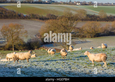 Schafe in einem kalten frostigen Winter Bauernhof Feld inmitten der englischen oder britischen Landschaft Stockfoto