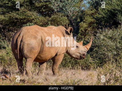 White Rhino Stand in der Savanne im südlichen Afrika Stockfoto