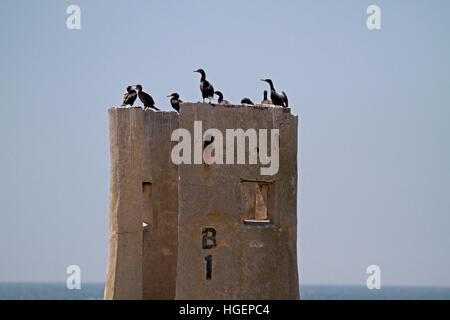 Kap-Kormoran (Phalacrocorax Capensis) Vögel bei Stony Point Nature Reserve, Bettys Bay, Overberg, Südafrika. Stockfoto