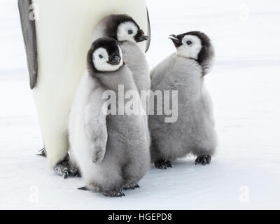 Drei Kaiserpinguin-Küken mit zwei Interaktion Stockfoto