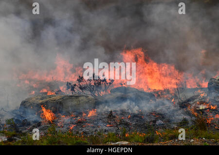 Ein Lauffeuer reißt durch trockene Fynbos auf der Kap-Halbinsel in Südafrika Stockfoto