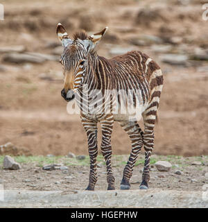 Ein Baby Kapbergzebra an einem Wasserloch im südlichen afrikanischen Savanne Stockfoto
