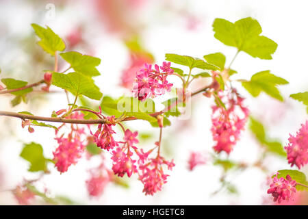 Ribes Sanguineum - blühende Johannisbeere, Redflower Currant oder rot blühende Johannisbeere, rote Blumen Stockfoto