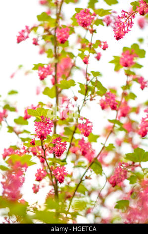 Ribes Sanguineum - blühende Johannisbeere, Redflower Currant oder rot blühende Johannisbeere, rote Blumen Stockfoto