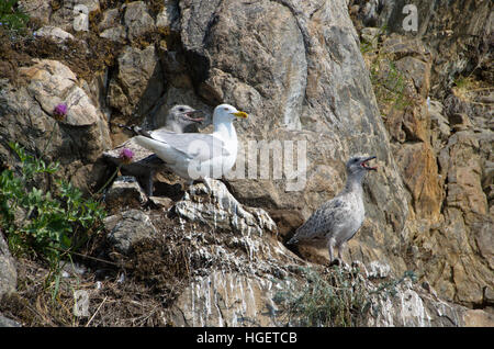 Yellow-legged Möwen am Baikalsee Stockfoto