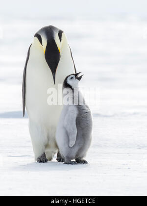 Eine Kaiserpinguin-Küken mit Schnabel offen steht, mit einem Erwachsenen Pinguin Stockfoto