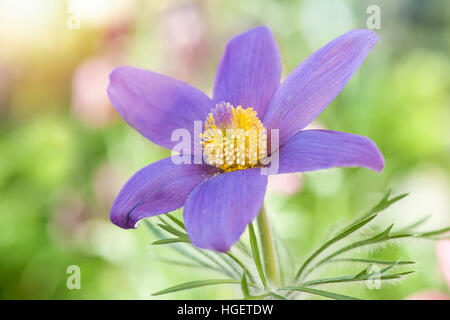 Nahaufnahme einer Einzelfeder lila Blüte Pasque Blume, auch bekannt als Pulsatilla Vulgaris Syn: Anemone Pulsatilla. Stockfoto