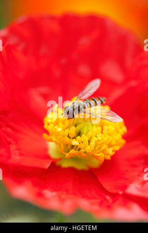 Papaver Nudicaule 'Party Fun' - rote Island-Mohn Blume mit einem Hoverfly sammeln von Pollen, Nektar aus gelben Staubgefäßen. Stockfoto