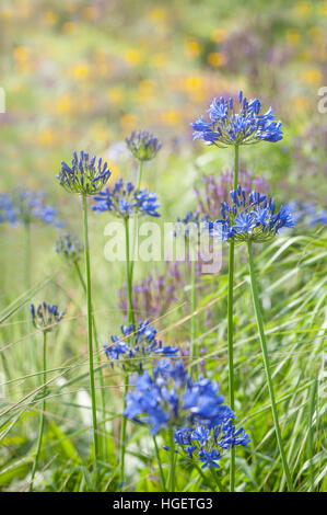 Lebendige blauen Agapanthus Blüten im Sommer Sonnenschein, auch bekannt als afrikanischer Lilien oder Lily Of The Nile. Stockfoto