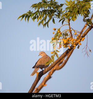 Eurasian Collared Dove, (Streptopelia Decaocto) auf einem Ast. Dieser Vogel ist in ganz Europa und Asien von Japan nach Skandinavien gefunden. Fotografiert in Stockfoto