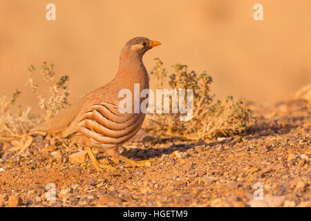 Sand Partridge (Ammoperdix Heyi) ist ein Fasanenartige in der Fasan Familie Phasianidae des Ordens Hühnervögel, hühnerartigen Vögel. Fotografiert in Israel Stockfoto