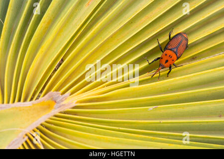 Erwachsenen Red palm Rüsselkäfer (Rhynchophorus Ferrugineus) eine Schnauze Käferarten auch bekannt als die asiatischen Palmenrüssler oder Sago Palmenrüssler.  Rüsselkäfer Larven ca Stockfoto