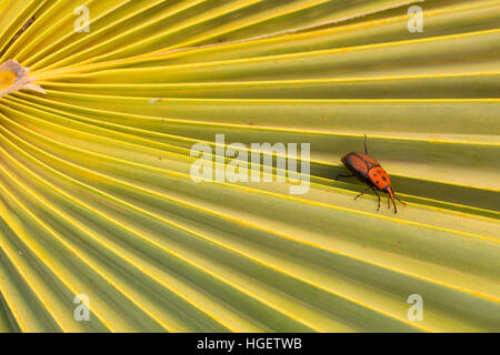 Erwachsenen Red palm Rüsselkäfer (Rhynchophorus Ferrugineus) eine Schnauze Käferarten auch bekannt als die asiatischen Palmenrüssler oder Sago Palmenrüssler.  Rüsselkäfer Larven ca Stockfoto
