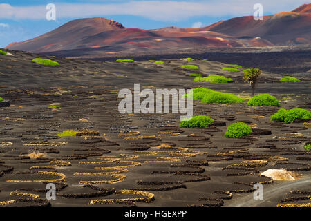 Reben wachsen in vulkanischen Lapilli. La Geria Region. Lanzarote, Kanarische Inseln, Atlantik, Spanien. Stockfoto