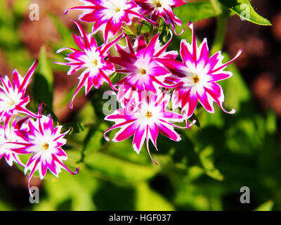 Phlox Drummondii "Twinkle Star' blühen im Garten Stockfoto