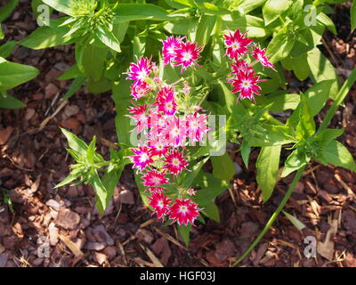 Phlox Drummondii "Twinkle Star' blühen im Garten Stockfoto