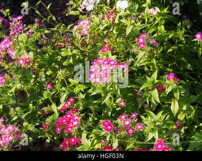 Phlox Drummondii "Twinkle Star' blühen im Garten Stockfoto