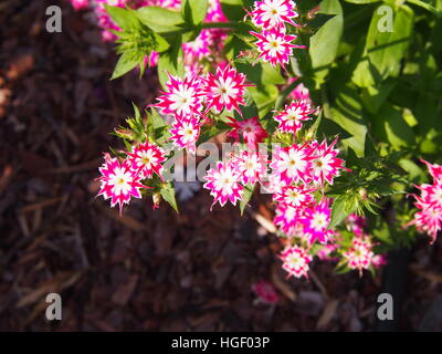 Phlox Drummondii "Twinkle Star' blühen im Garten Stockfoto