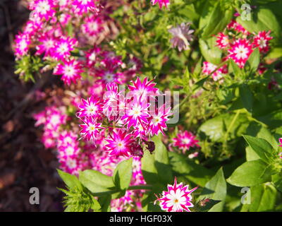 Phlox Drummondii "Twinkle Star' blühen im Garten Stockfoto