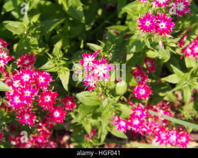 Phlox Drummondii "Twinkle Star' blühen im Garten Stockfoto