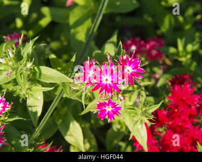 Phlox Drummondii "Twinkle Star' blühen im Garten Stockfoto