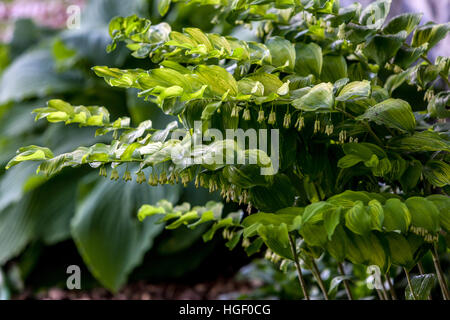 Bell odoratum, Salomos Siegel im Frühjahr Stockfoto