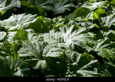 Riesige Pestwurz, Petasites Japonicus große Blätter Stockfoto