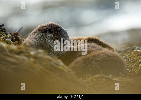 Eurasische Fischotter (Lutra Lutra) Mutter und Welpe ruht auf den Algen Stockfoto