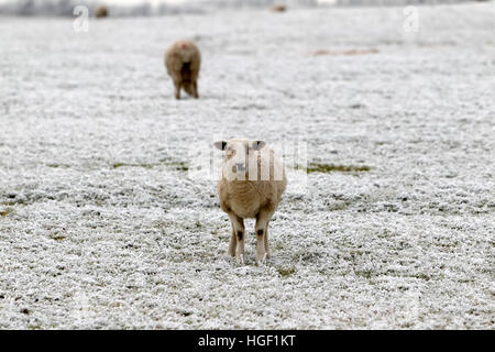 Schafe (Ovis Aries) in einem schneebedeckten Feld auf dem Salisbury Plain in Wiltshire, Vereinigtes Königreich. Stockfoto