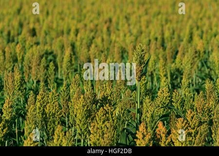 Hirse in einem großen Feld Hintergrund mit textfreiraum wachsen. Stockfoto