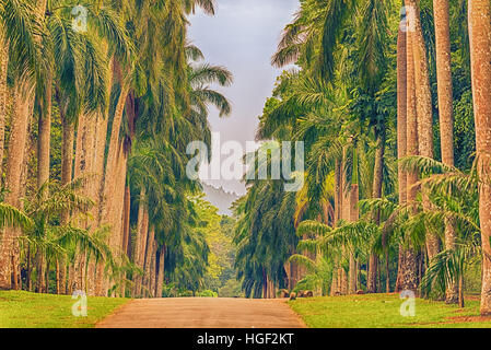 Sri Lanka: Palm Gasse im Royal Botanic Gardens, Peradeniya, Kandy Stockfoto