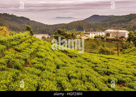 Sri Lanka: berühmte Ceylon Hochland Tee Felder Stockfoto