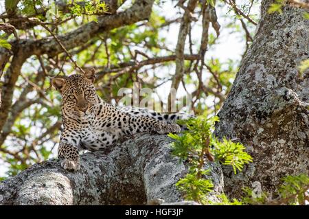 Leopard auf einem Baum. Die Leopard versteckt sich vor heißen Sonnenstrahlen auf einem Baum. Die Leopard (Panthera Pardus) gehört zu den fünf großen Katzen in die Gattung Panthera Stockfoto