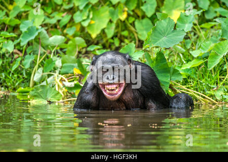 Lächelnde Bonobo im Wasser.  Bonobo im Wasser mit Freude und einem Lächeln. Bonobo (Pan Paniscus). Demokratische Republik Kongo. Afrika Stockfoto
