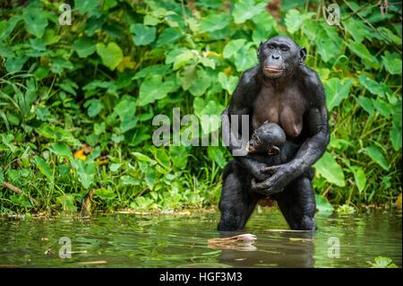 Der Schimpanse Bonobo mit Cub im Wasser. In einem kurzen Abstand hautnah. Der Bonobo (Pan Paniscus), genannt der pygmy Schimpanse. Demokratische Repub Stockfoto