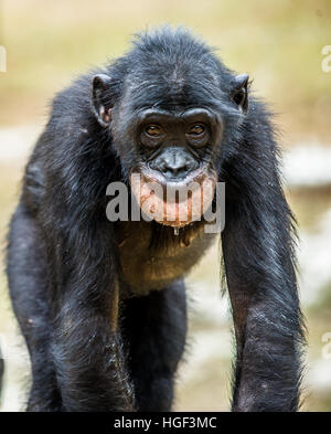 Ein Porträt von juvenile Bonobo. Der Bonobo (Pan Paniscus), genannt der pygmy Schimpanse. Demokratische Republik Kongo. Afrika Stockfoto