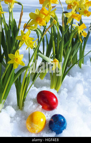 Narzissen und bunten Eiern im Schnee Stockfoto