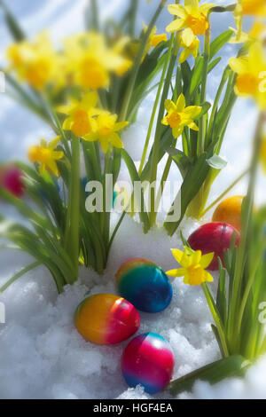 Narzissen und bunten Eiern im Schnee Stockfoto